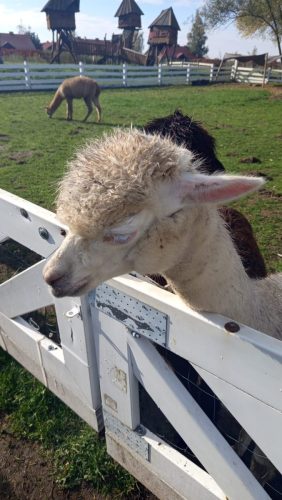 WhatsApp-Image-2025-10-20-at-16.22.07-1